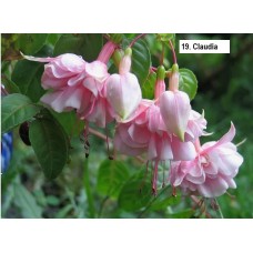 019.  Фуксия Claudia