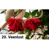 020 Фуксия Veenlust 020 Фуксия Veenlust