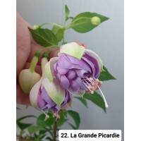 022. Фуксия La Grande Picardie