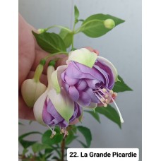 022. Фуксия La Grande Picardie