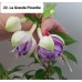 022. Фуксия La Grande Picardie