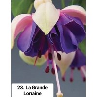 023. Фуксия La Grande Lorraine
