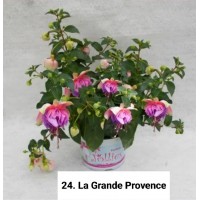 024. Фуксия La Grande Provence