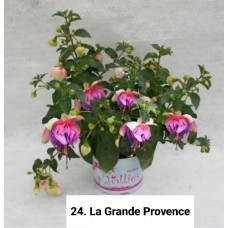 024. Фуксия La Grande Provence