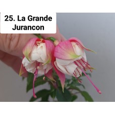 025. Фуксия La Grande Jurancon