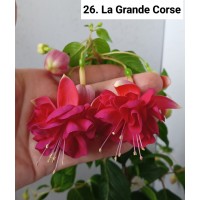 026. Фуксия La Grande Corse