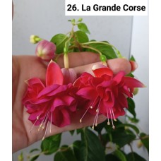 026. Фуксия La Grande Corse