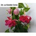 026. Фуксия La Grande Corse