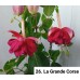 026. Фуксия La Grande Corse