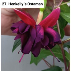 027. Фуксия Henkelly´s Ostaman