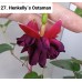 027. Фуксия Henkelly´s Ostaman