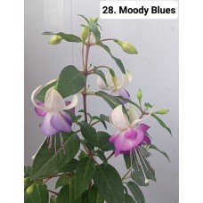 028. Фуксия Moody Blues