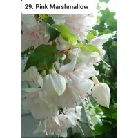 029. Фуксия Pink Marshmallow 