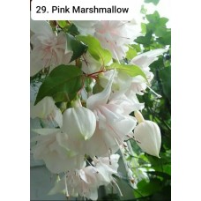 029. Фуксия Pink Marshmallow 