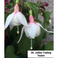 030.Фуксия Jollies Trailing Toulon