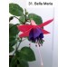 031. Фуксия Bella Maria 