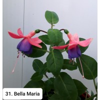 031. Фуксия Bella Maria 