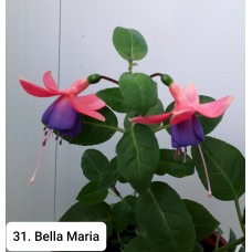 031. Фуксия Bella Maria 