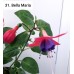 031. Фуксия Bella Maria 