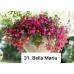 031. Фуксия Bella Maria 