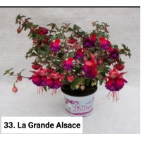 033. Фуксия La Grande Alsace