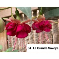 034. Фуксия La Grande Savoye