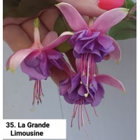035. Фуксия La Grande Limousin