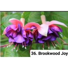 036. Фуксия Brookwood Joy