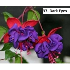 037. Фуксия Dark Eyes