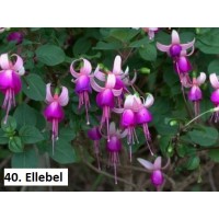 040. Фуксия Ellebel