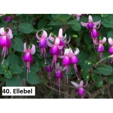 040. Фуксия Ellebel