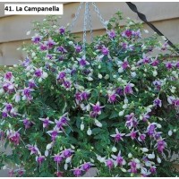 041. Фуксия La Campanella 041. Фуксия La Campanella