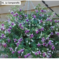 041. Фуксия La Campanella 041. Фуксия La Campanella