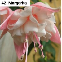 042. Фуксия Margarita 