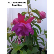 043. Фуксия Leonita Double Rose Blue