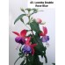 043. Фуксия Leonita Double Rose Blue