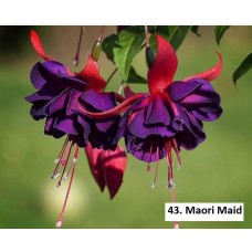 043. Фуксия Maori Maid 043. Фуксия Maori Maid
