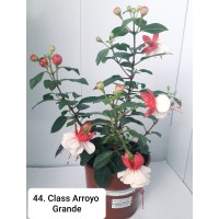 044. Фуксия Class Arroyo Grande