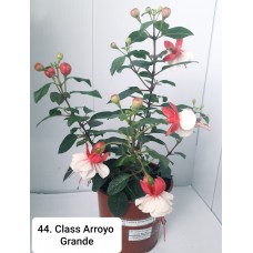 044. Фуксия Class Arroyo Grande