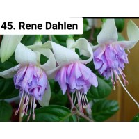045. Фуксия Rene Dahlen 