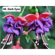 048. Фуксия Dark Eyes