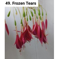 049. Фуксия Frozen Tears 