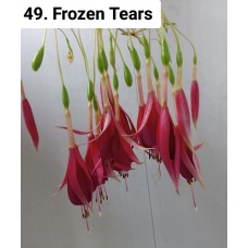 049. Фуксия Frozen Tears 