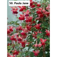 050. Фуксия Paula Jane