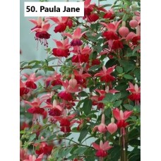 050. Фуксия Paula Jane