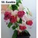 050. Фуксия Eusebia