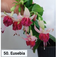 050. Фуксия Eusebia