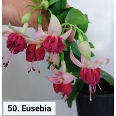 050. Фуксия Eusebia