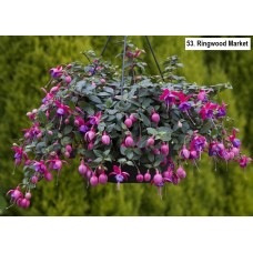 053. Фуксия Ringwood Market
