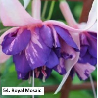 054. Фуксия Royal Mosaic